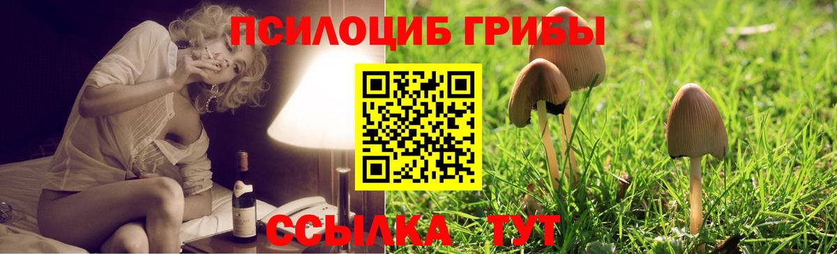 Псилоцибиновые грибы Psilocybe  Вход с VPN  Абинск  Псилоцибиновые грибы GOLDEN TEACHER 